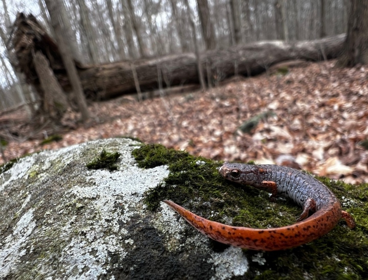 Four-toed Salamander